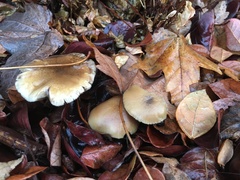 Psilocybe allenii