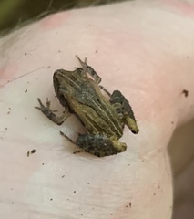 Craugastor stejnegerianus