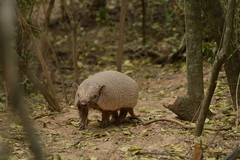 Euphractus sexcinctus