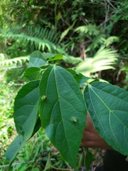Alchornea