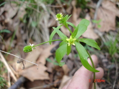 Ranunculus abortivus