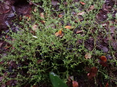 Crassula sinclairii