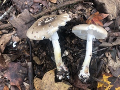 Amanita submaculata