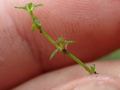 Crassula sinclairii
