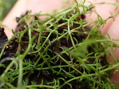Crassula sinclairii