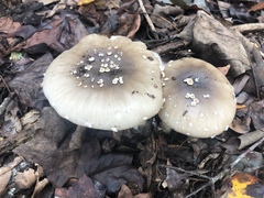 Amanita submaculata