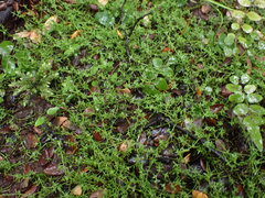 Crassula sinclairii