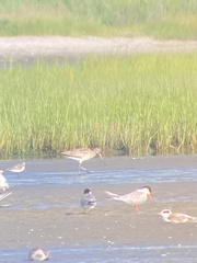 Limosa lapponica baueri