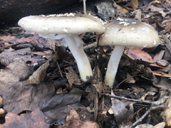 Amanita submaculata