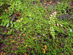 Crassula sinclairii