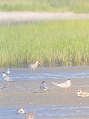 Limosa lapponica baueri