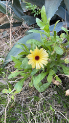 Calendula officinalis