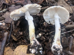 Amanita submaculata