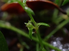 Crassula sinclairii