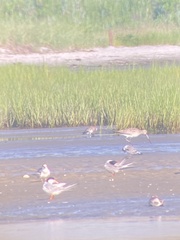 Limosa lapponica baueri