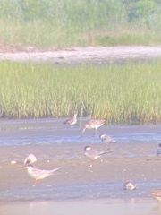 Limosa lapponica baueri