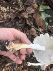 Amanita submaculata