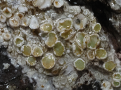 Lecanora pacifica
