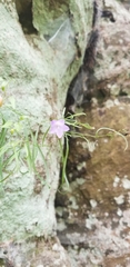 Campanula rotundifolia