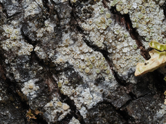 Lecanora pacifica