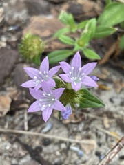Richardia grandiflora