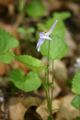Viola rostrata