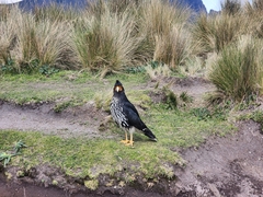 Daptrius carunculatus