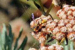 Euodynerus hidalgo viereckii