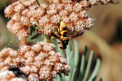 Euodynerus hidalgo viereckii