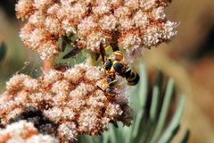 Euodynerus hidalgo viereckii