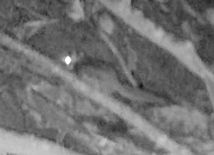 Glaucomys oregonensis