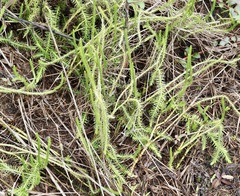 Lycopodiella