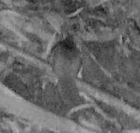 Glaucomys oregonensis