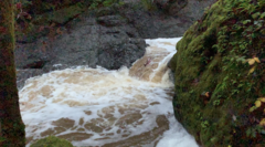 Oncorhynchus kisutch