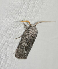 Cryptophasa irrorata