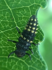 Harmonia antipoda