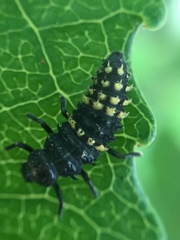Harmonia antipoda