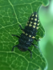 Harmonia antipoda