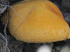 Gymnopilus ventricosus
