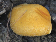 Gymnopilus ventricosus