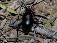 Eleodes spinipes ventricosus