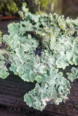 Flavopunctelia flaventior