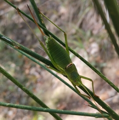 Ephippiger perforatus