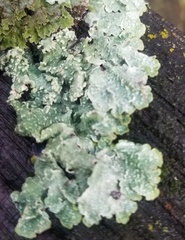 Flavopunctelia flaventior