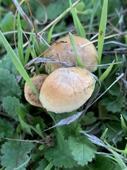 Agrocybe