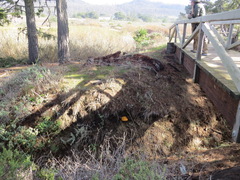 Gymnopilus ventricosus
