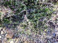 Corokia cotoneaster
