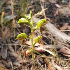 Pterostylis squamata