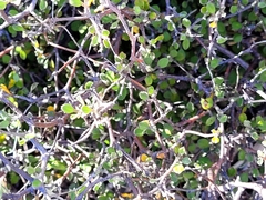 Corokia cotoneaster