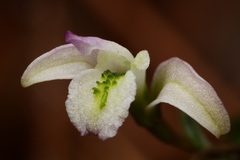 Triphora trianthophoros